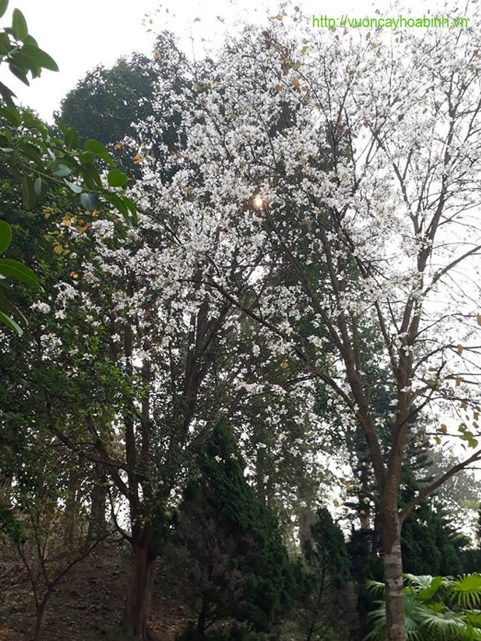 Cây ban trắng vuoncayhoabinh.vn