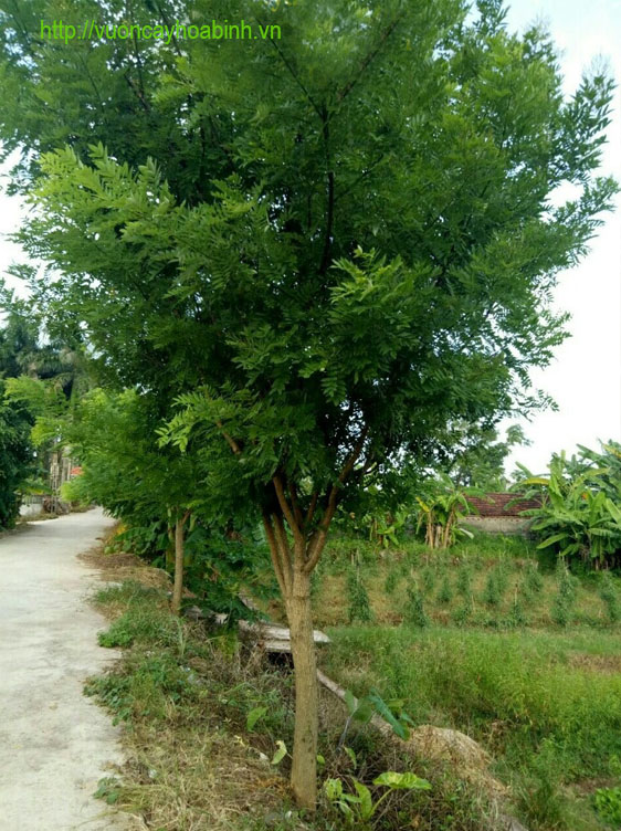 cay-hoa-hoe-vuoncayhoabinhvn