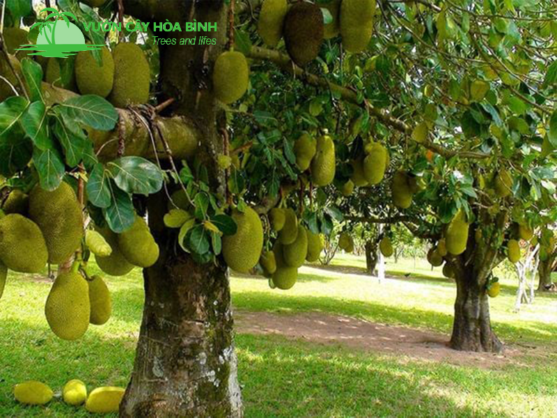 Cây mít trong không gian sân vườn mang nét đẹp truyền thống Việt Nam