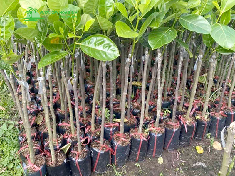 Vườn Cây Hòa Bình cung cấp cây mít công trình chất lượng cao
