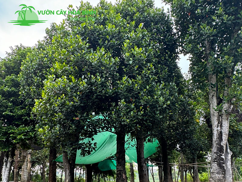 Tán cây mít rộng tạo bóng mát cho sân vườn biệt thự