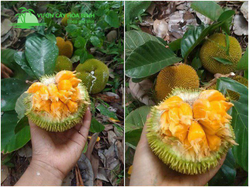Cây mít sai quả trong khuôn viên nhà vườn sinh thái