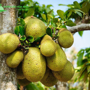 Vườn cvaay Hòa Bình chuyên cung cấp cây Mít công trình uy tín