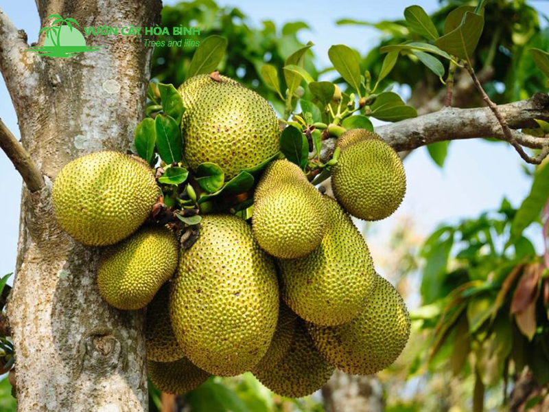 Vườn cvaay Hòa Bình chuyên cung cấp cây Mít công trình uy tín