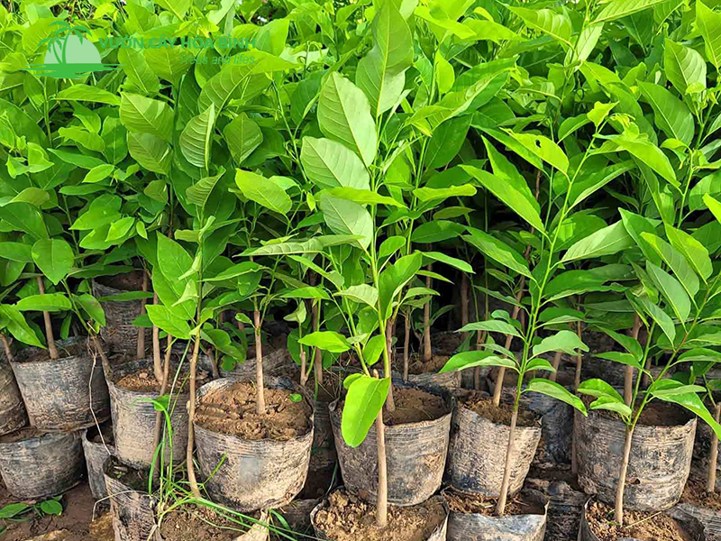 Trồng cây Na làm cảnh quan tại Hà Nội