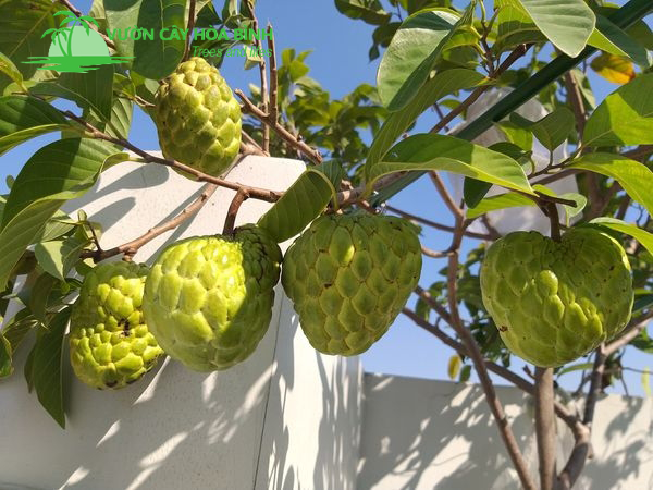 Cận cảnh quả na Thái công trình kích thước lớn, thịt dày, ít hạt đang vào mùa thu hoạch tại vườn
