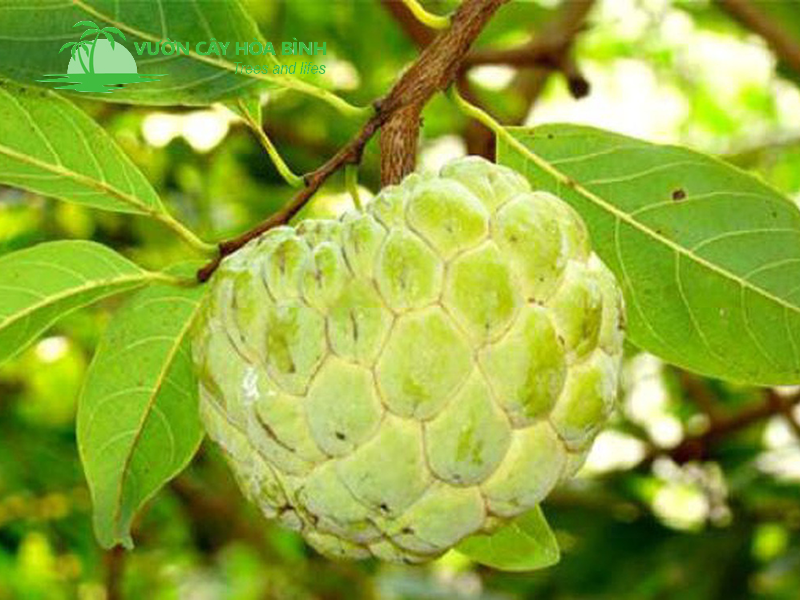 Cung cấp số lượng lớn cây na công trình, na Thái quả khủng phục vụ các dự án cảnh quan đô thị, cam kết tỷ lệ sống 100% với giá tận gốc tại vườn.