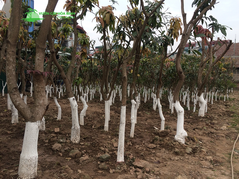 Quy trình thi công trồng và cố định cọc chống cho cây xoài đại thụ đúng kỹ thuật