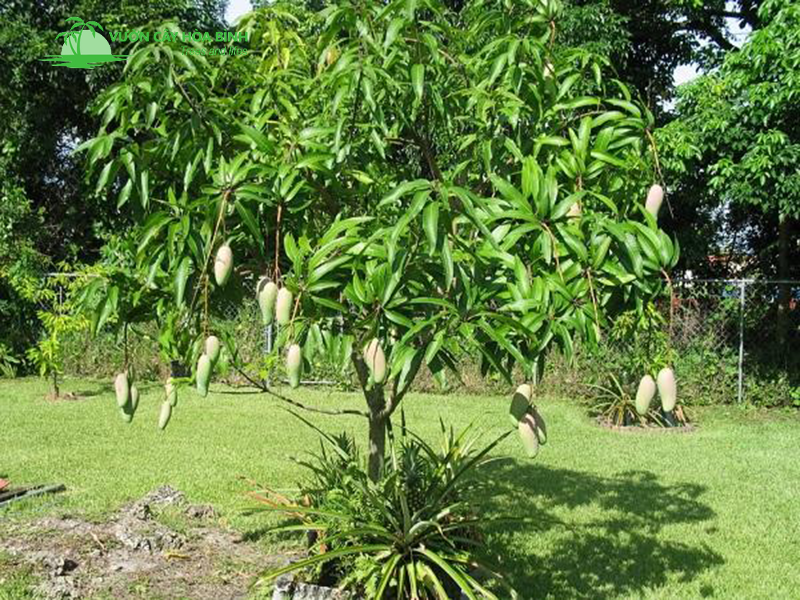 Cây xoài cổ thụ dáng thế bề thế, tạo điểm nhấn đẳng cấp và bóng mát cho mọi không gian