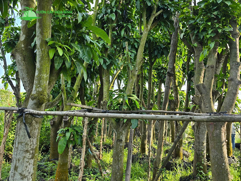 Trồng cây xoài công trình làm bóng mát tại Hà Nội