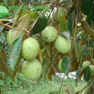 Cây Vú Sữa