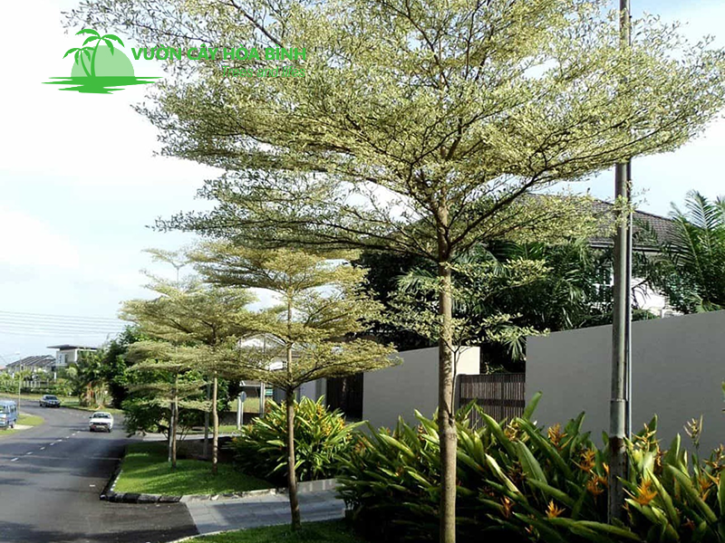 Những lưu ý khi trồng Cây Bàng Đài Loan đúng kỹ thuật