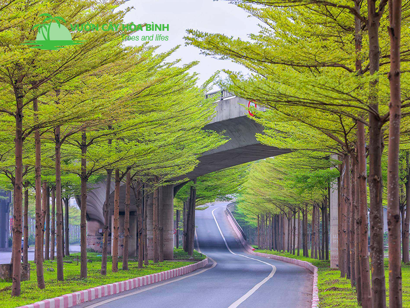 Cây Bàng Đài Loan phù hợp với nhiều loại công trình hiện đại