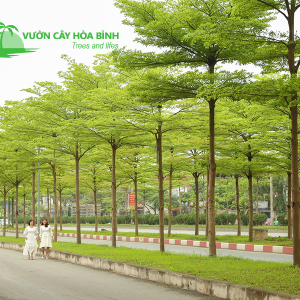 Cây Bàng Đài Loan công trình tạo bóng mát cho cảnh quan hiện đại