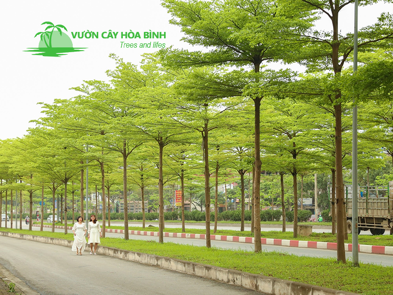Cây Bàng Đài Loan công trình tạo bóng mát cho cảnh quan hiện đại
