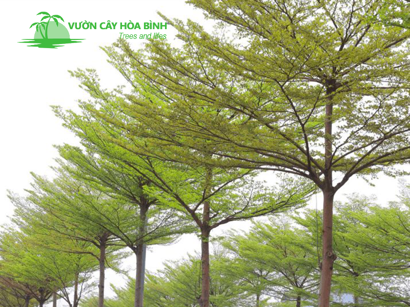 Vườn Cây Hòa Bình cung cấp đa dạng Cây Bàng Đài Loan công trình