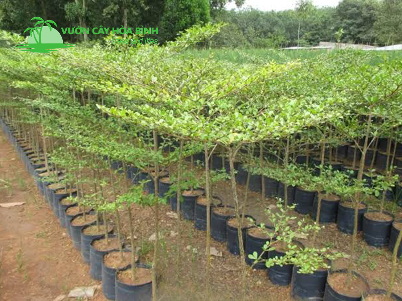 Cây Bàng Đài Loan được trồng phổ biến tại khu đô thị và đường phố