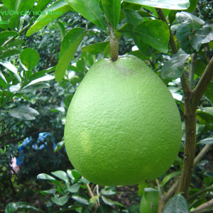 Cây bưởi tại Vườn Cây Hòa Bình