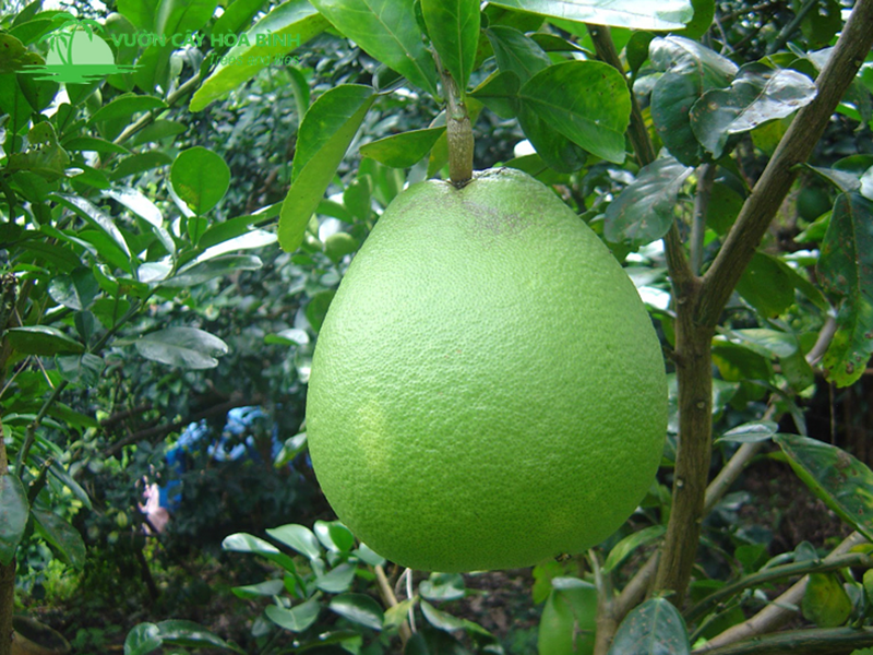Cây bưởi tại Vườn Cây Hòa Bình