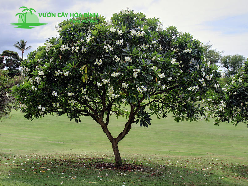 Trồng Cây Đại đúng thời điểm giúp cây sinh trưởng tốt