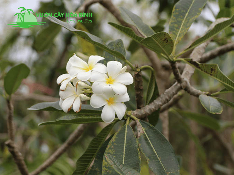 Các giống Cây Đại phổ biến trong thiết kế cảnh quan