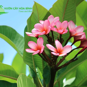 Cây Đại công trình tại Vườn Cây Hòa Bình