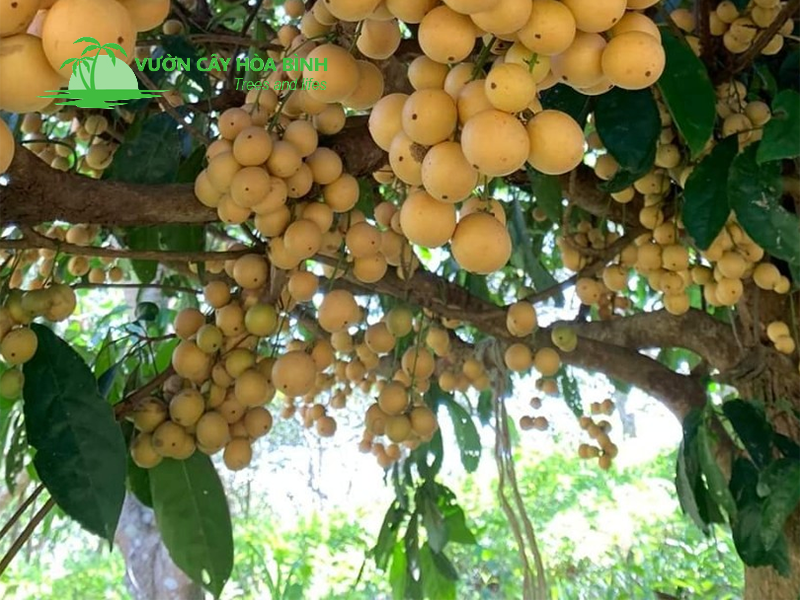 Cây công trình trong dự án cảnh quan xanh đô thị hiện đại