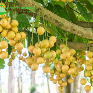 Vườn cây Hòa Bình cung cấp cây công trình cho dự án cảnh quan