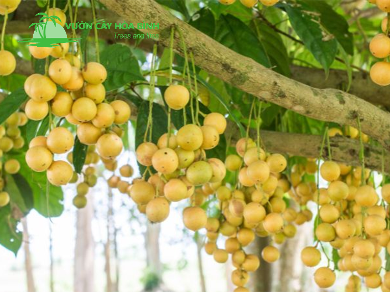 Vườn cây Hòa Bình cung cấp cây công trình cho dự án cảnh quan