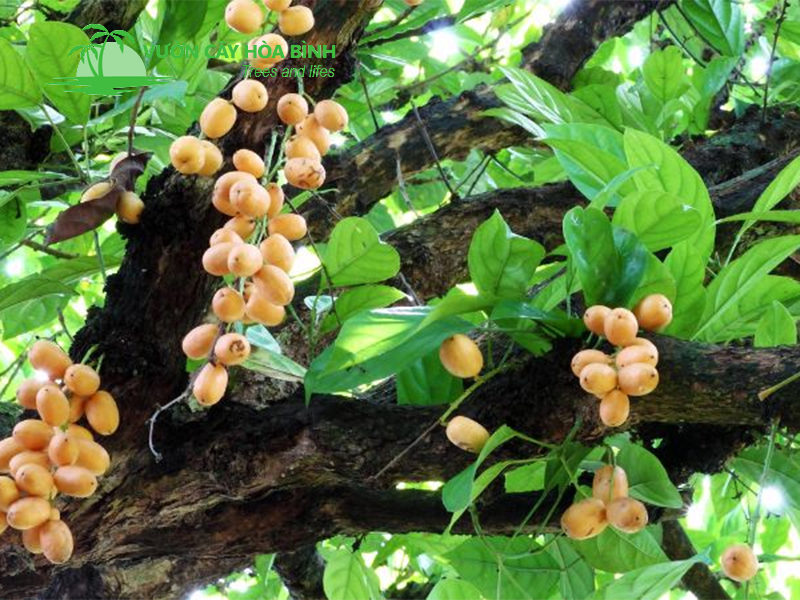 Cung ứng cây công trình số lượng lớn cho dự án thi công cảnh quan nhanh chóng