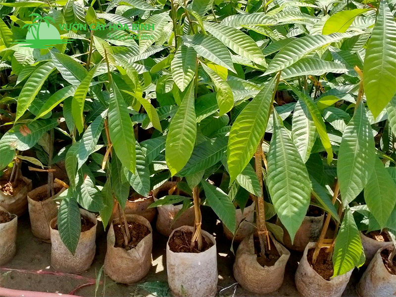 Cây Hồng Xiêm được trồng tại khu du lịch sinh thái và nhà vườn