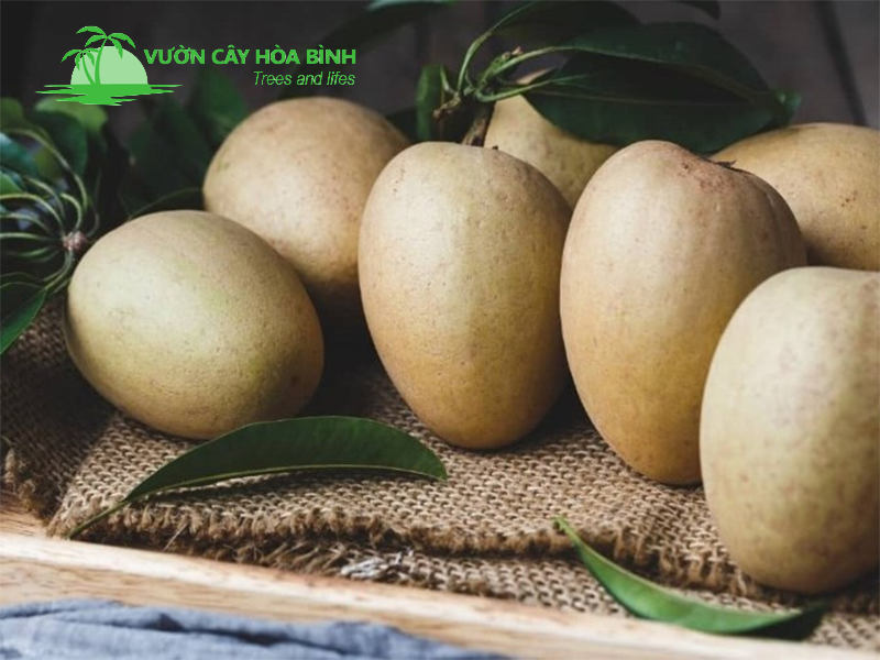 Trồng cây Hồng Xiêm đúng thời điểm giúp cây phát triển khỏe mạnh