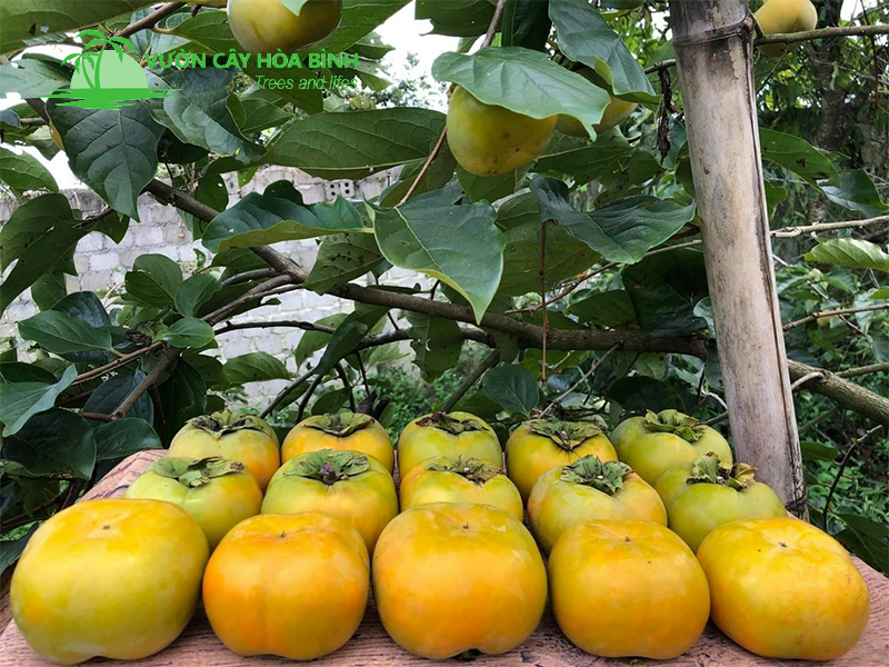 Giới thiệu cây hồng Diospyros kaki giống chất lượng cao