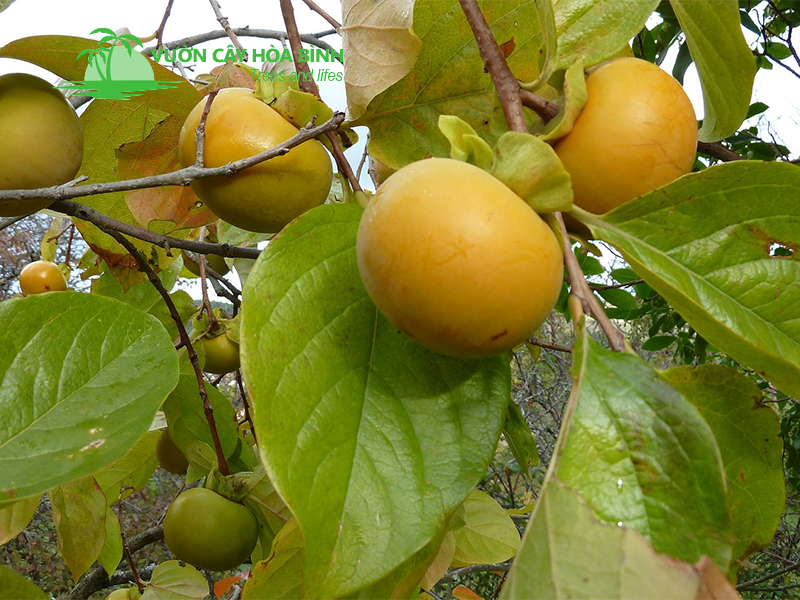 Cây hồng cho năng suất cao và giá trị kinh tế bền vững