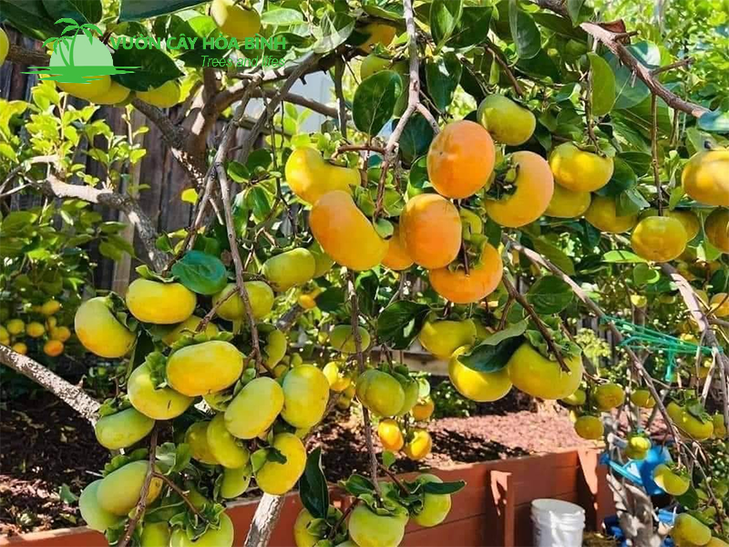 Hướng dẫn kỹ thuật trồng cây hồng đúng cách