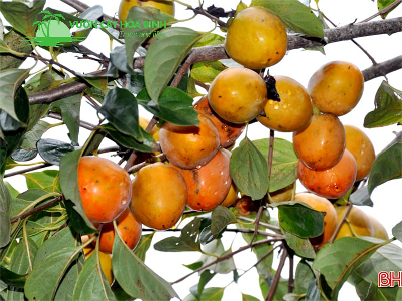 Điều kiện sinh trưởng lý tưởng của cây hồng