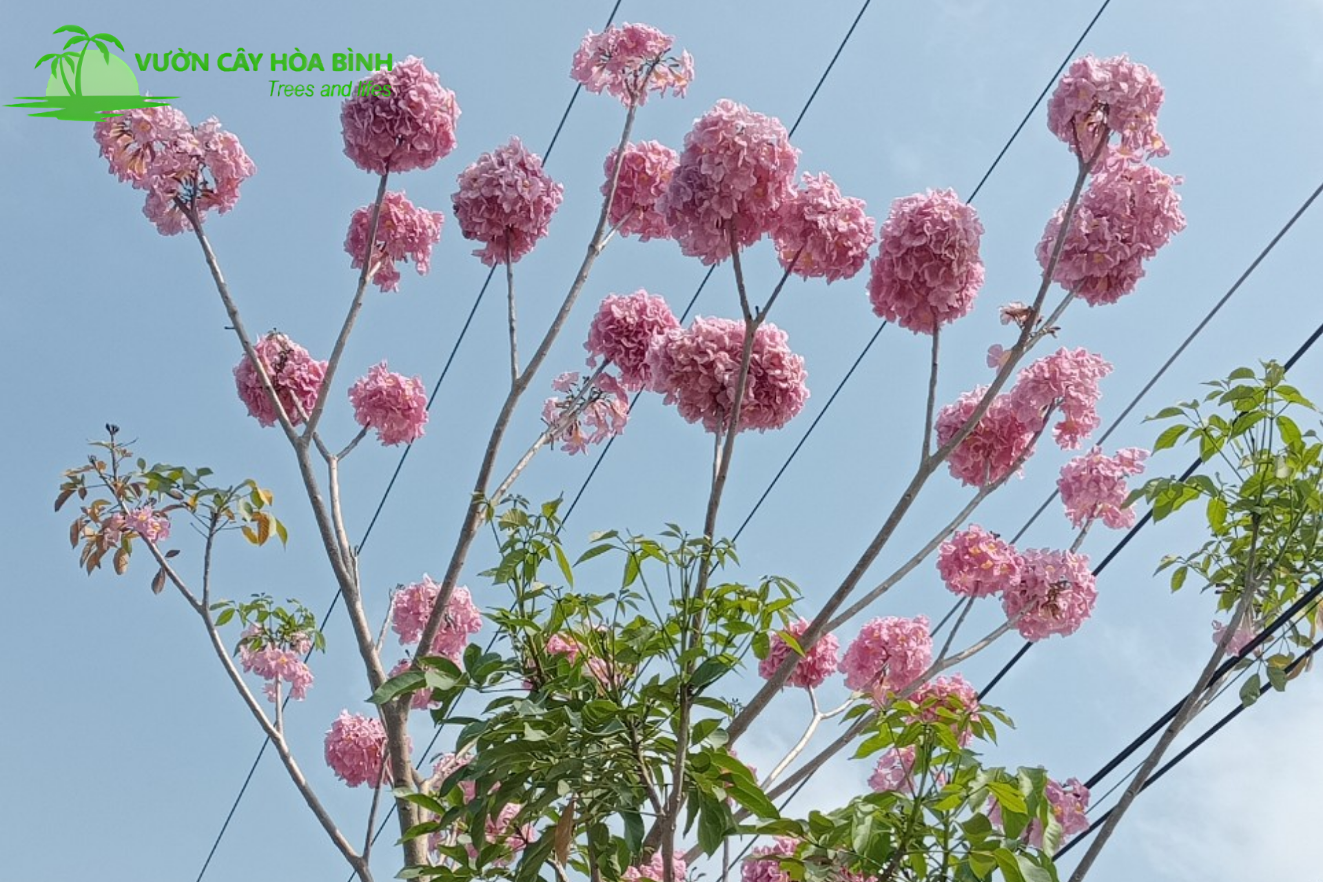 Chùm hoa cây kèn hồng màu hồng đẹp mắt trên cây công trình đang ra hoa