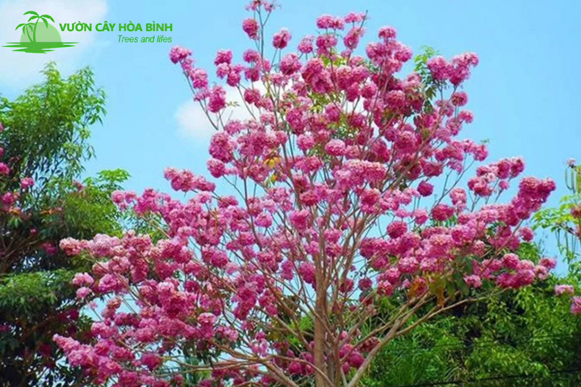 Cây kèn hồng trưởng thành nở hoa đồng loạt trong khuôn viên cây xanh