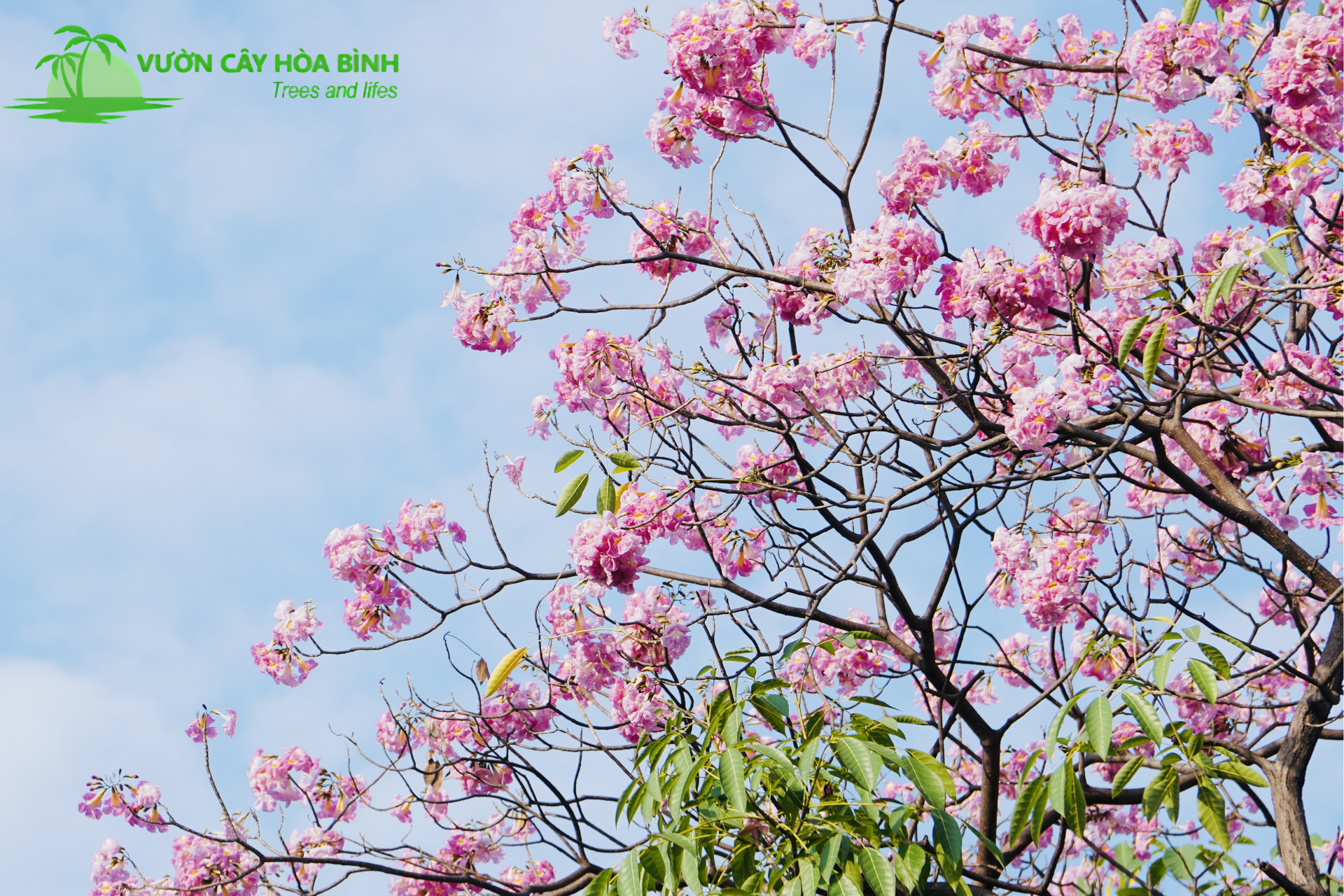 Hoa cây kèn hồng nở rộ trên cành tạo cảnh quan nổi bật cho công trình