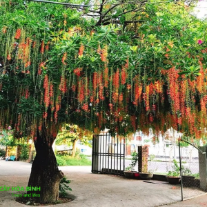 Cây Lộc Vừng