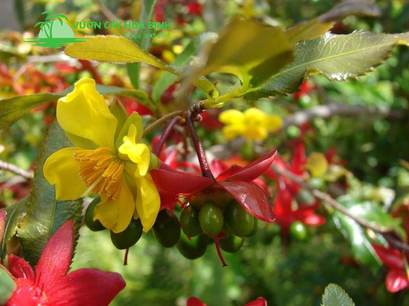 Cây Mai Tứ Quý mang ý nghĩa tài lộc và thịnh vượng cho gia chủ