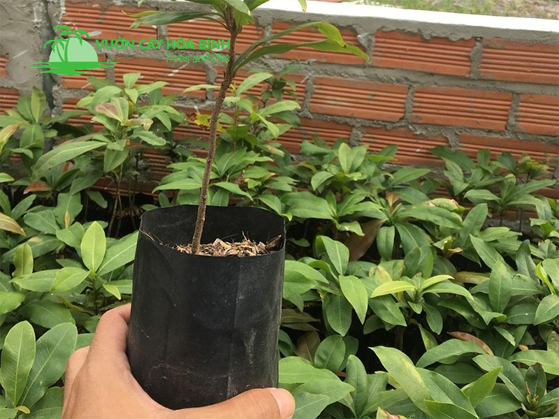 Cây Mai Tứ Quý phát triển khỏe mạnh trong môi trường nhiều ánh nắng