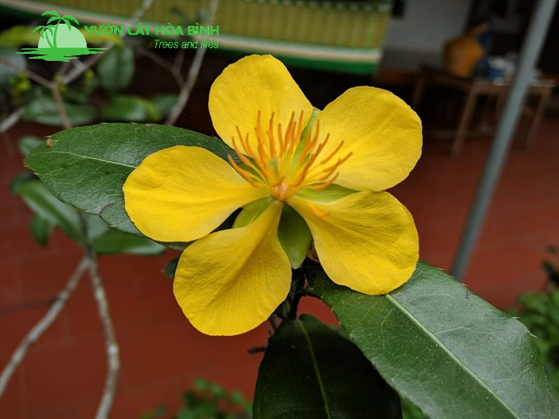 Vườn cây Hòa Bình cung cấp Cây Mai Tứ Quý chất lượng cao