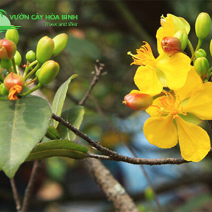 Cây Mai Tứ Quý trưởng thành với hoa vàng nổi bật trong sân vườn