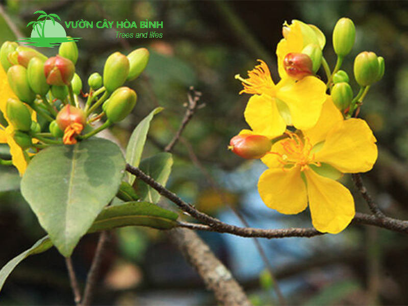 Cây Mai Tứ Quý trưởng thành với hoa vàng nổi bật trong sân vườn