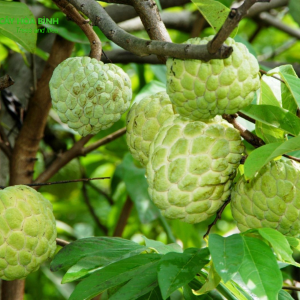Cây Mãng Cầu
