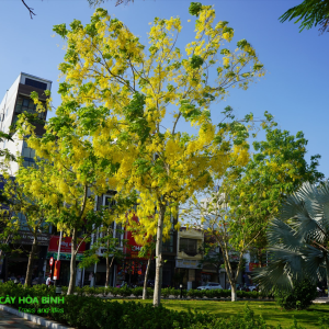 Cây Muồng Hoàng Yến