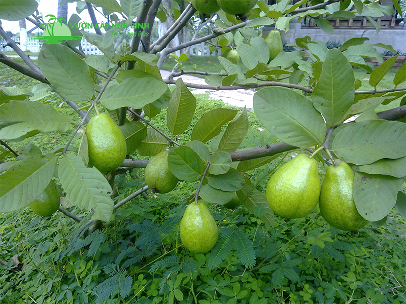 Đặc điểm hình thái và giá trị sinh học của cây ổi trưởng thành