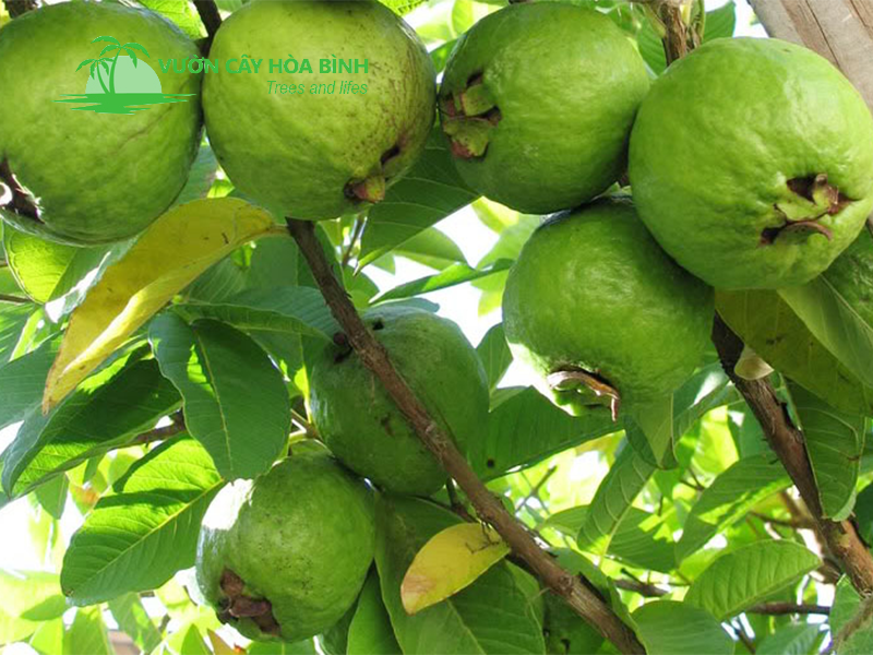 Các giống cây ổi được ưa chuộng trên thị trường hiện nay