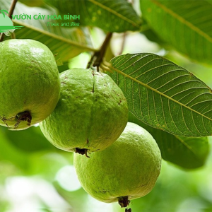 Vườn Cây Hòa Bình cung cấp cây ổi chất lượng toàn quốc